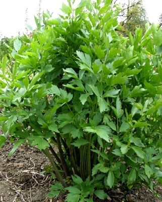 sedano,Apium Graveolens