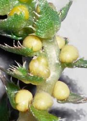 selaginella sporangi riproduttivi