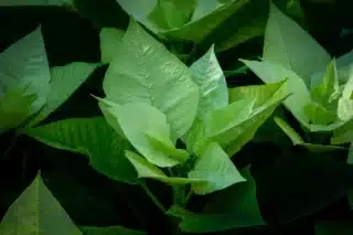 stella di natale verde