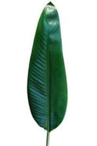 foglie lanceolate
