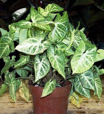 Singonio Syngonium Araceae