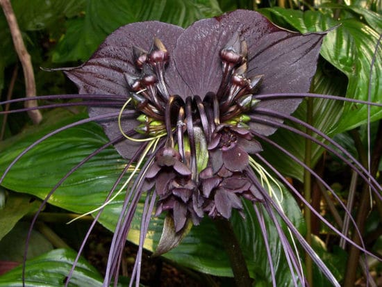 fiore del diavolo
