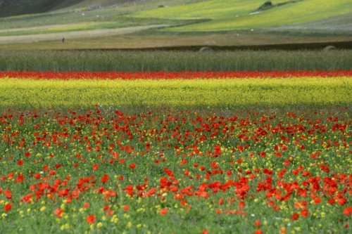 fiori castelluccio di norcia