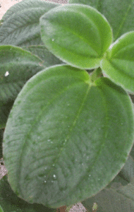 foglie cuoiose