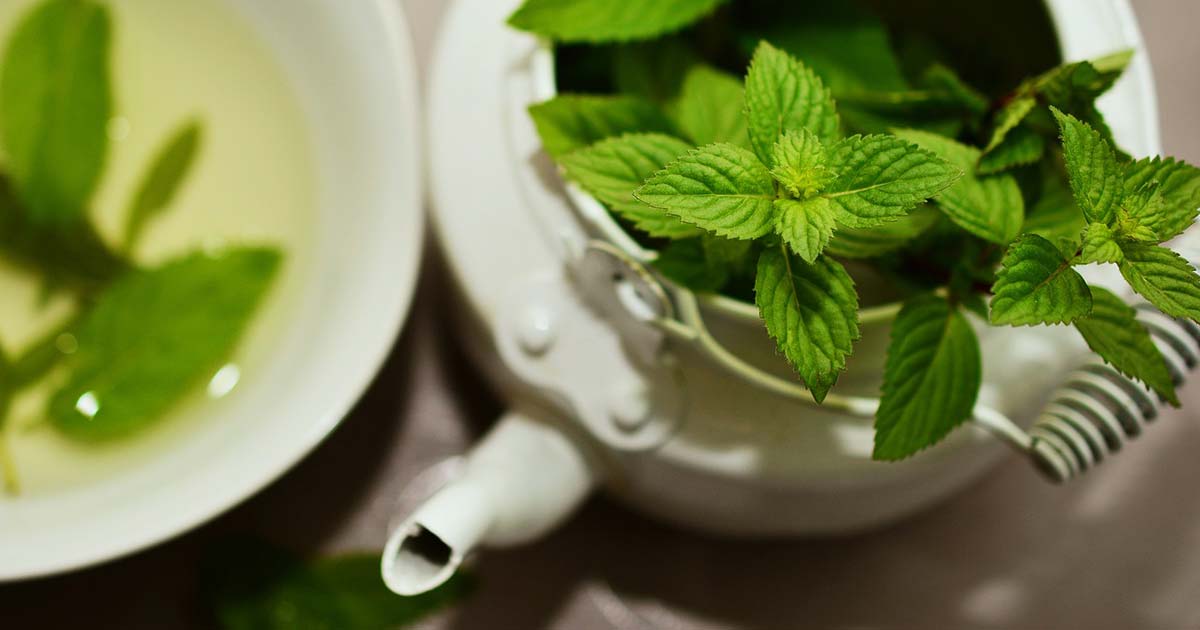 tisana alla menta