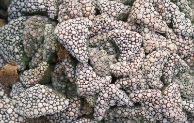 Titanopsis Calcarea
