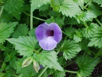 torenia foglie ovali