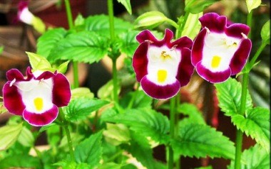 torenia Torenia fournieri