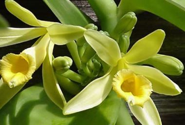 Vanilla planifollia 