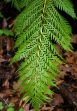 woodwardia foglie incise