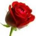Desy00
