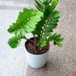 zamioculcas per ufficio